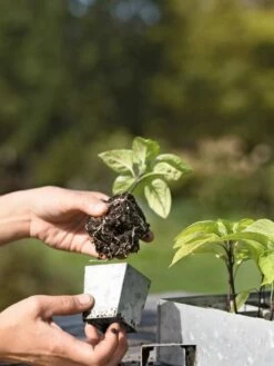 Galvanized Seed Starting Tray -garden Sales Store 8595893 4378 tif