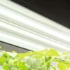 LED SunLite® High Intensity Fixture -garden Sales Store 8596021 3125 tif