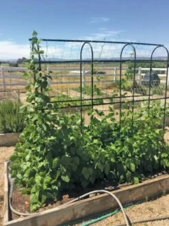 Titan Pea Tunnel 10 Titan Pea Tunnel -garden Sales Store 8596275 01CUST tif