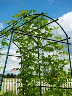 Titan Squash Tunnel -garden Sales Store 8596276 0122 tif