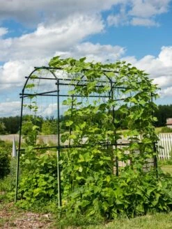 Titan Squash Tunnel -garden Sales Store 8596276 0133 tif