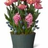 Mother's Day Bloom Bulb Garden -garden Sales Store 8597243 MothersDay 2023