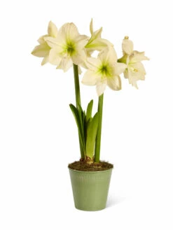 Star Potted Amaryllis 16 Star Potted Amaryllis -garden Sales Store 8597478 2022 lemonstar silo lemon star potted amaryllis