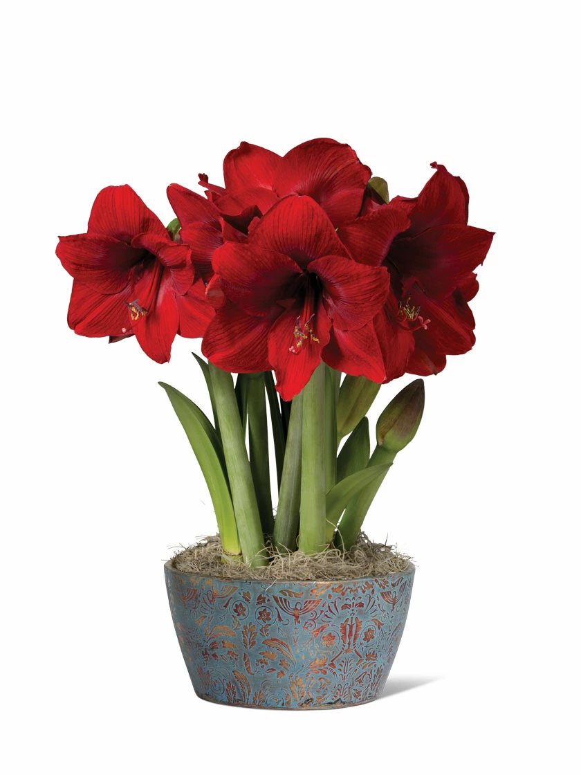 Sweet Delight Bulb Garden 3 Sweet Delight Bulb Garden