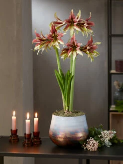 Cybister Potted Amaryllis -garden Sales Store 8598561 mystica 2021 14