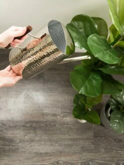 Stainless Steel Watering Can -garden Sales Store 8599057 14322 tif