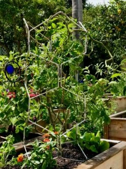 Gardener's Vertex Lifetime Pepper And Eggplant Cage 13 Gardener's Vertex Lifetime Pepper And Eggplant Cage -garden Sales Store 8599554 01CUST tif