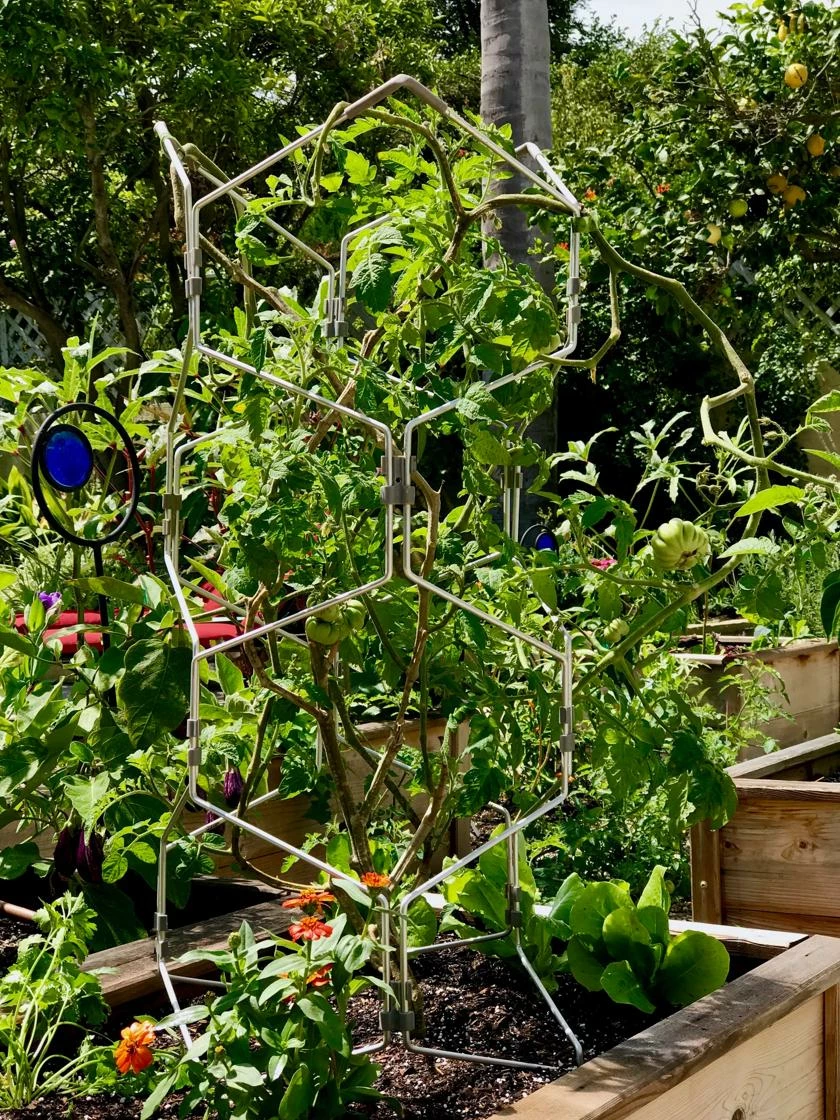 Gardener's Vertex Lifetime Pepper And Eggplant Cage 6 Gardener's Vertex Lifetime Pepper And Eggplant Cage - Image 4