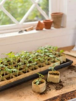 Paper Pots, 50 Cell -garden Sales Store 8599830 0502 paper pots 50 cell tif