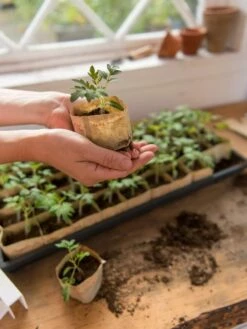 Paper Pots, 50 Cell -garden Sales Store 8599830 0507 tif