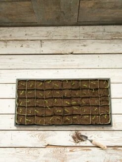 Paper Pots, 50 Cell -garden Sales Store 8599830 18489 tif