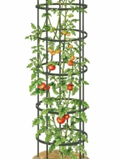 Titan Tall Tomato Cages, Set Of 3 -garden Sales Store 8599860 0002 art tif