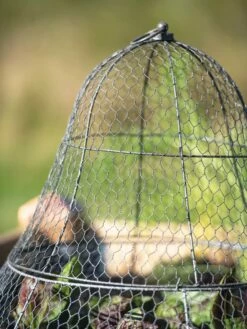 Chicken Wire Cloche With Extension -garden Sales Store 8600116 0607 tif