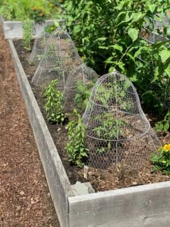 Chicken Wire Cloche With Extension -garden Sales Store 8600116 4930 tif