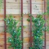 Ina Modern Wall Trellis Sr. -garden Sales Store 8600510 05V tif