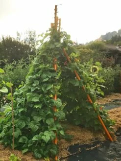 Annabel Tipi Trellis -garden Sales Store 8600521 02V tif