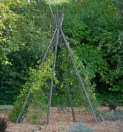 Annabel Tipi Trellis -garden Sales Store 8600521 07V jpg