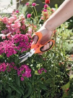 Gardener's Multi Purpose Scissors -garden Sales Store 8608655 19551 tif