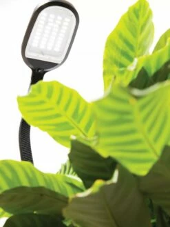 Agrobrite Floor LED Plant Lamp 5 Agrobrite Floor LED Plant Lamp -garden Sales Store 8608870 0320 tif