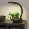 Agrobrite Desktop LED Plant Lamp 2 Agrobrite Desktop LED Plant Lamp -garden Sales Store 8608871 0345 tif