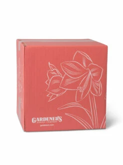 Amaryllis Planting Kit -garden Sales Store 8608878 755