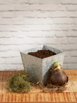 Amaryllis Planting Kit -garden Sales Store 8608878 diykit 2021 02