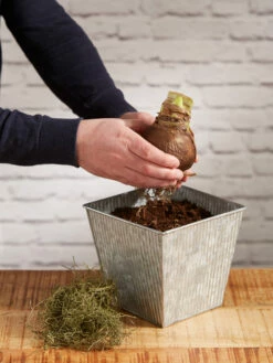 Amaryllis Planting Kit -garden Sales Store 8608878 diykit 2021 03