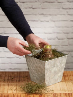 Amaryllis Planting Kit -garden Sales Store 8608878 diykit 2021 04