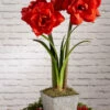 Amaryllis Planting Kit 1 Amaryllis Planting Kit -garden Sales Store 8608878 diykit 2021 06 amaryllis planting kit