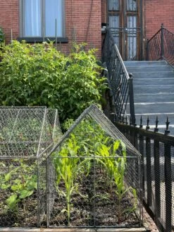 Chicken Wire Crop Coop -garden Sales Store 8609080 02CUST tif