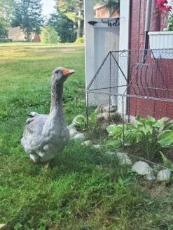 Chicken Wire Crop Coop -garden Sales Store 8609080 02IN tif