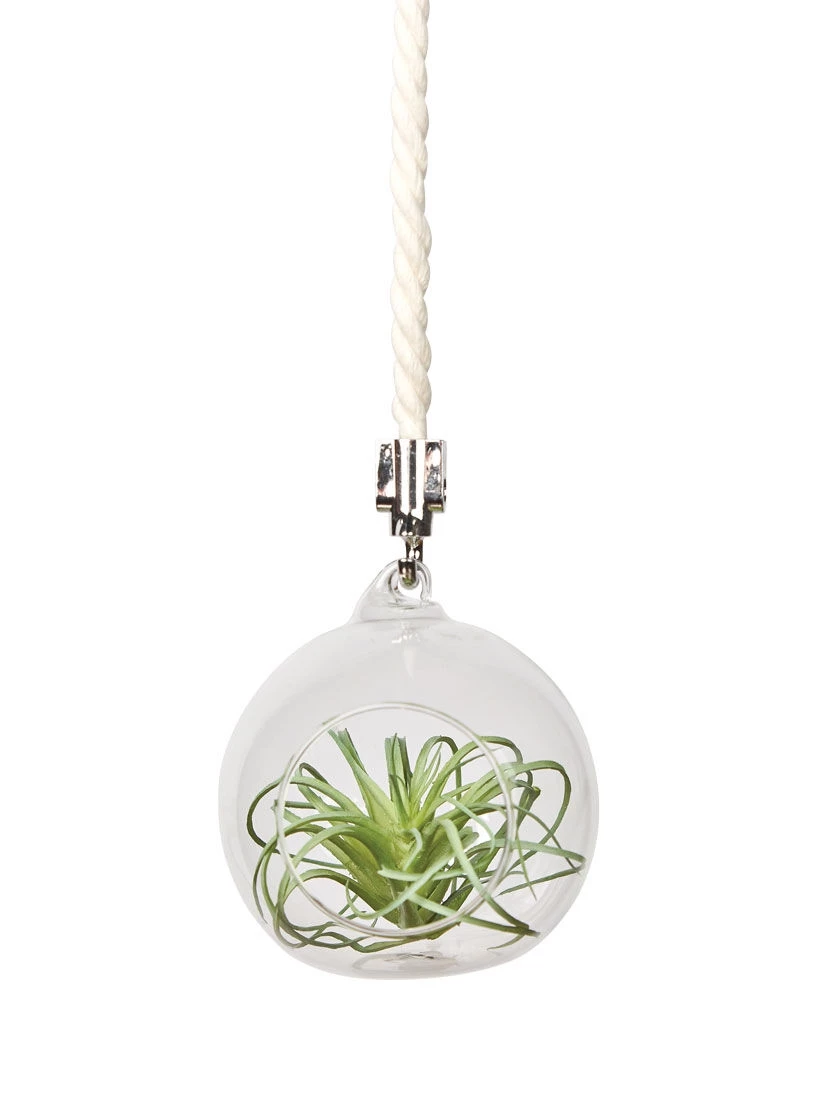 Mini Blown-Glass Hanging Terrarium, Set Of 2 4 Mini Blown-Glass Hanging Terrarium, Set Of 2 - Image 2
