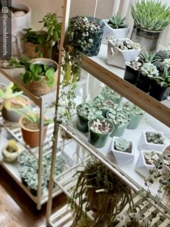 Oslo 2-Tier LED Grow Light Garden, 2 Fixtures -garden Sales Store 8609221 02IN tif