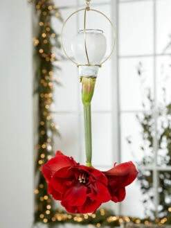 Waxed Amaryllis Brass Hangers, Set Of 3 -garden Sales Store 8609252 2020 6014