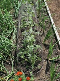 Chicken Wire Row Cloche Expandable Extra Large 3N1 -garden Sales Store 8609412 5903 tif