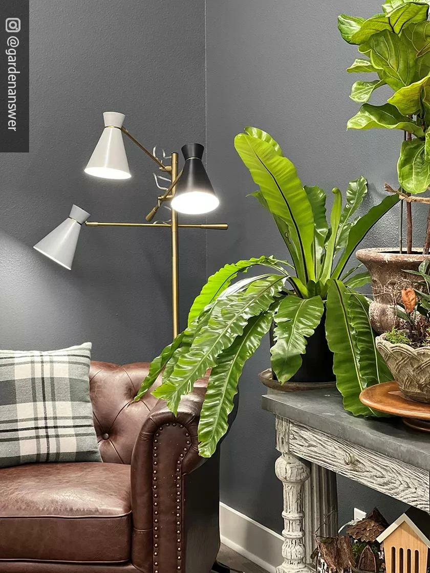 Adjustable 3-Arm Grow Lamp 8 Adjustable 3-Arm Grow Lamp - Image 6