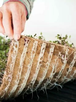 Jute Microgreen Starter Set -garden Sales Store 8609870 01V tif