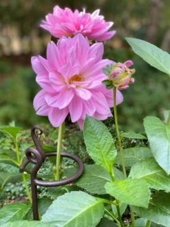 Arden Single Stem Supports, Set Of 2 -garden Sales Store 8610375 5703 tif