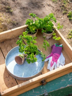 Galvanized Tray Round, 11" -garden Sales Store 8611075 033