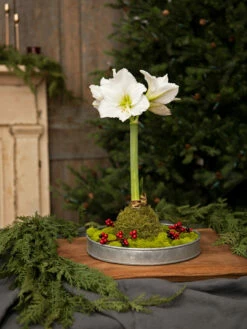 Galvanized Tray Round, 11" -garden Sales Store 8611084 5555 diy moss wrapped amaryllis kit