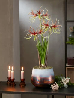 Cybister Potted Amaryllis -garden Sales Store 8611120 chico 2021 10