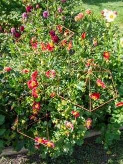 Parasol Plant Supports, Set Of 3 -garden Sales Store 8611129 050 tif