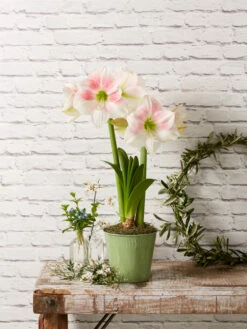 Star Potted Amaryllis 12 Star Potted Amaryllis -garden Sales Store 8611499 2022 rosystar rosy star potted amaryllis