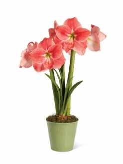 Star Potted Amaryllis 14 Star Potted Amaryllis -garden Sales Store 8611500 2022 sweetstar silo sweet star potted amaryllis
