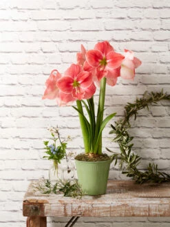 Star Potted Amaryllis 13 Star Potted Amaryllis -garden Sales Store 8611500 2022 sweetstar sweet star potted amaryllis