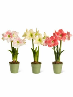 Star Potted Amaryllis 17 Star Potted Amaryllis -garden Sales Store 8611508 2022 starpotted silo