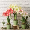 Star Potted Amaryllis -garden Sales Store 8611508 2022 starpottedv star potted amaryllis