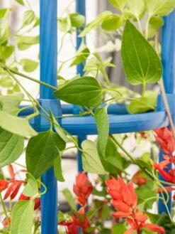 Fleur De Lis Obelisk, 67" -garden Sales Store 8611663 0607 tif