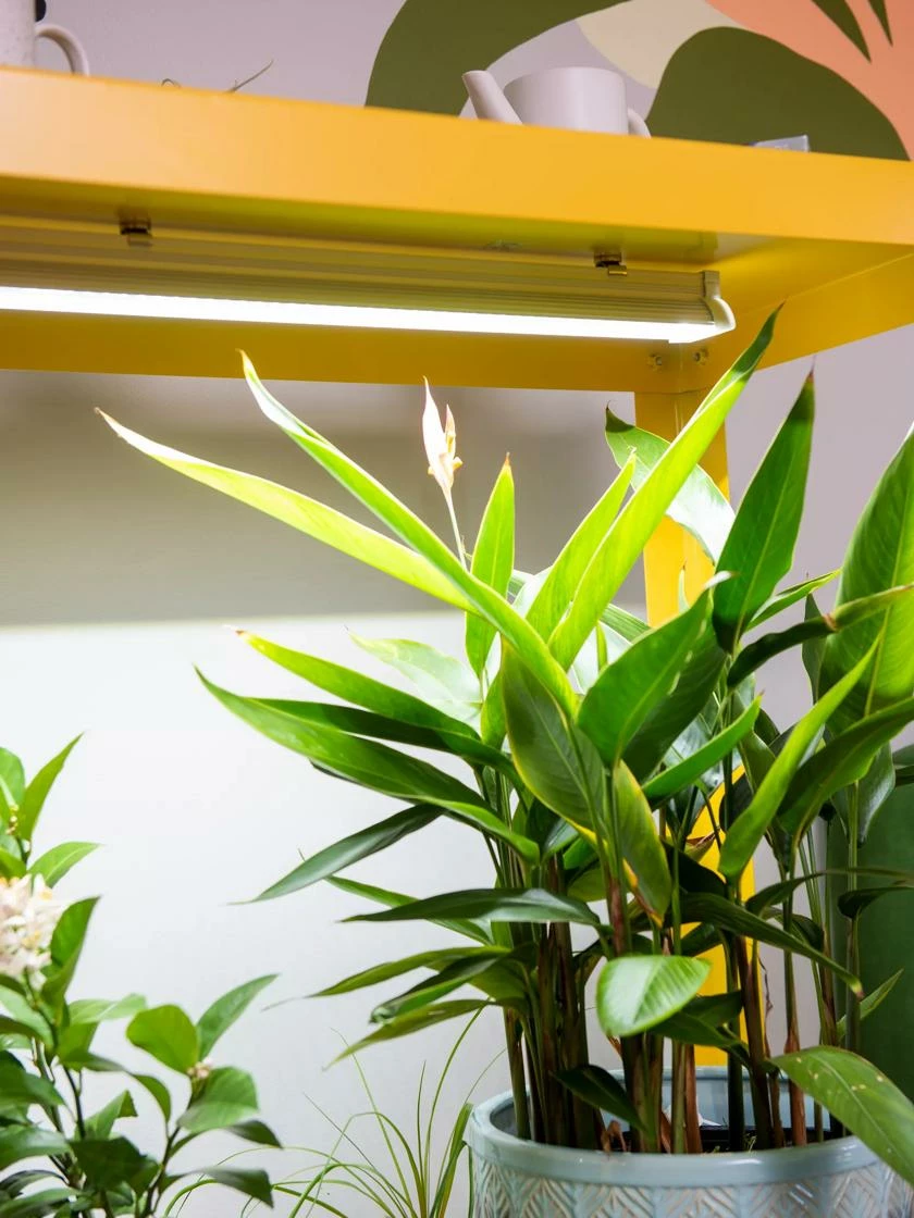 Mobile LED Grow Light Cart 4 Mobile LED Grow Light Cart - Image 2