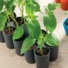 Sili-Seedlings® Seedling Tray, 10-Cell 1 Sili-Seedlings® Seedling Tray, 10-Cell -garden Sales Store 8611886 50184 tif